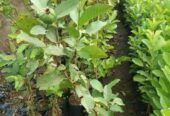 Pohon Jambu Kristal Jumbo