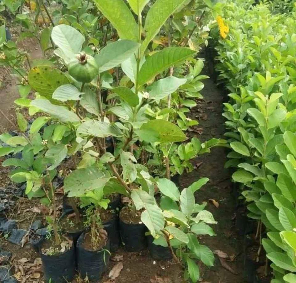 Pohon Jambu Kristal Jumbo