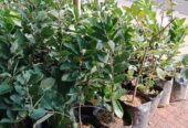 Pohon Jambu Kristal Jumbo
