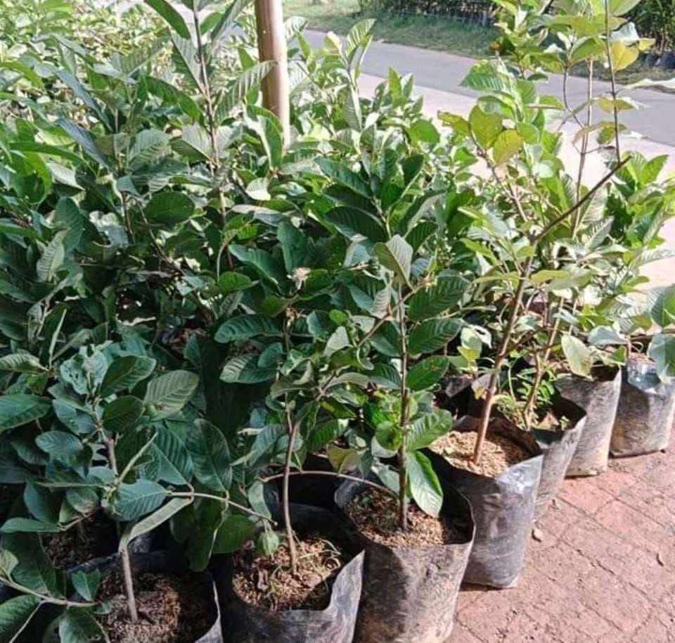 Pohon Jambu Kristal Jumbo
