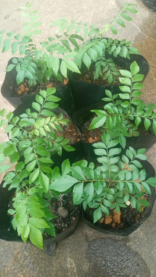 Bibit Aneka Sayur Organik