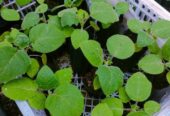 Bibit Aneka Sayur Organik