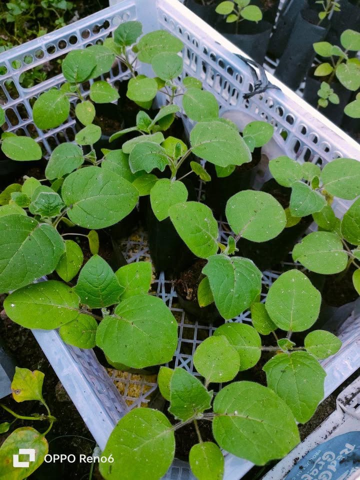 Bibit Aneka Sayur Organik