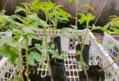 Bibit Aneka Sayur Organik