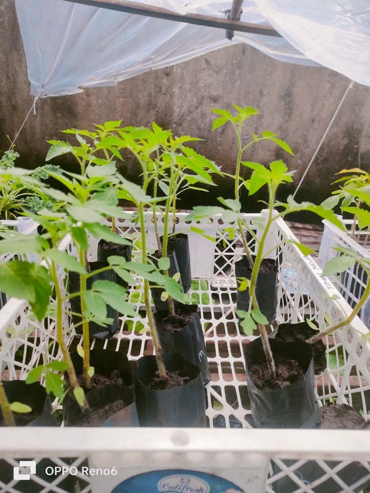 Bibit Aneka Sayur Organik