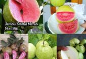 Pohon Jambu Kristal Jumbo