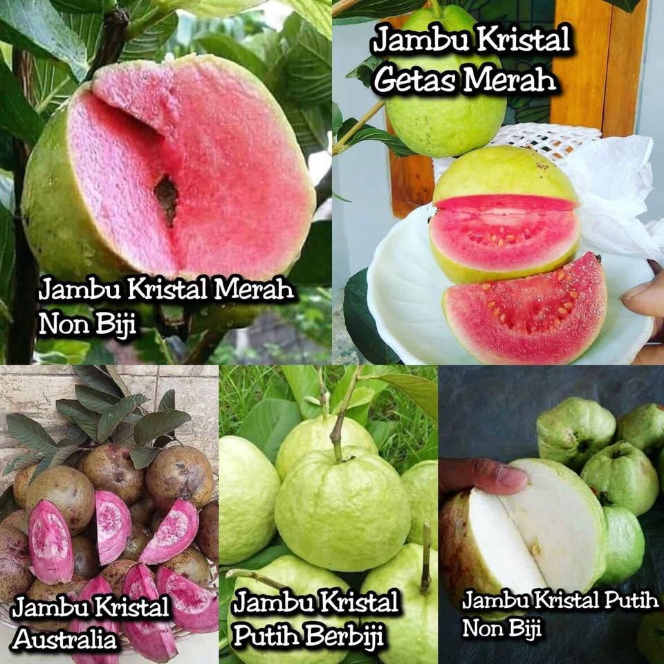 Pohon Jambu Kristal Jumbo