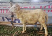 Kambing & Domba kurban