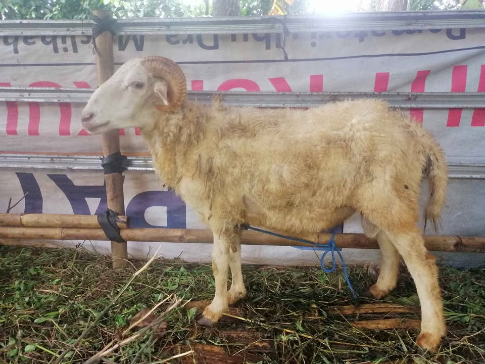 Kambing & Domba kurban