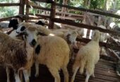 Jual kambing 7 juta bisa nego