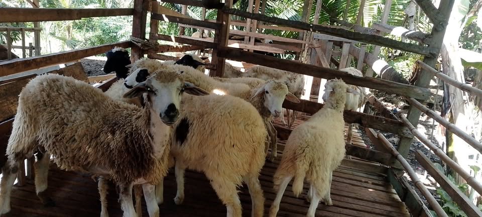 Jual kambing 7 juta bisa nego