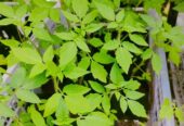 Bibit Aneka Sayur Organik