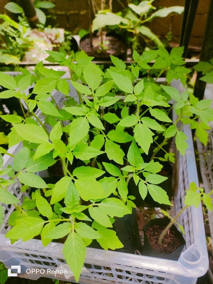 Bibit Aneka Sayur Organik