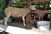 Jual kambing 7 juta bisa nego