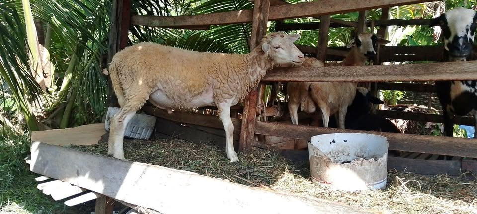 Jual kambing 7 juta bisa nego