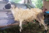Kambing & Domba kurban