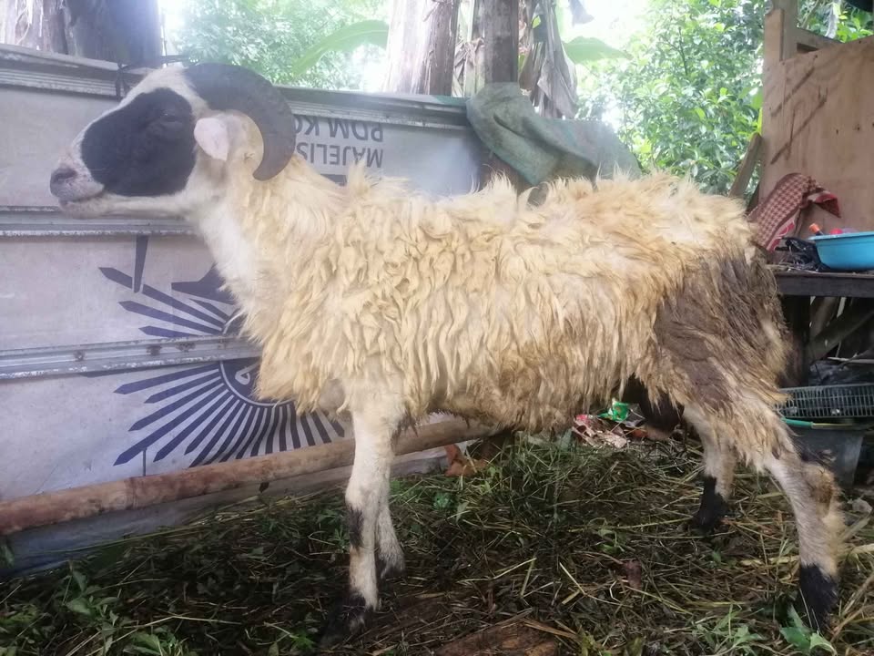 Kambing & Domba kurban