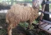 Kambing & Domba kurban