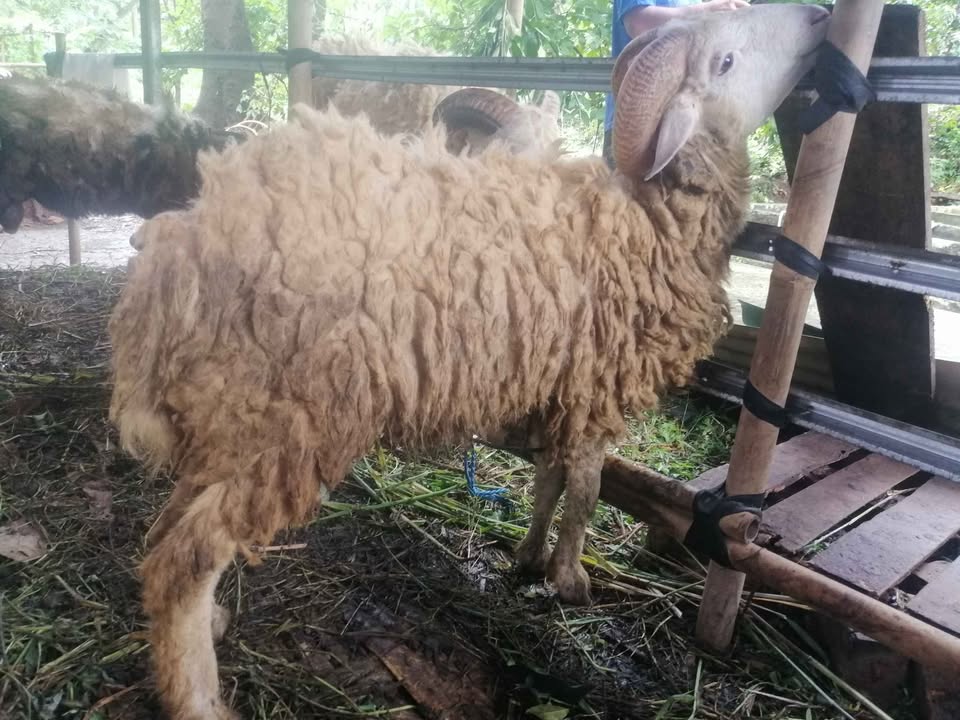 Kambing & Domba kurban