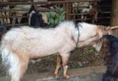 Kambing & Domba kurban