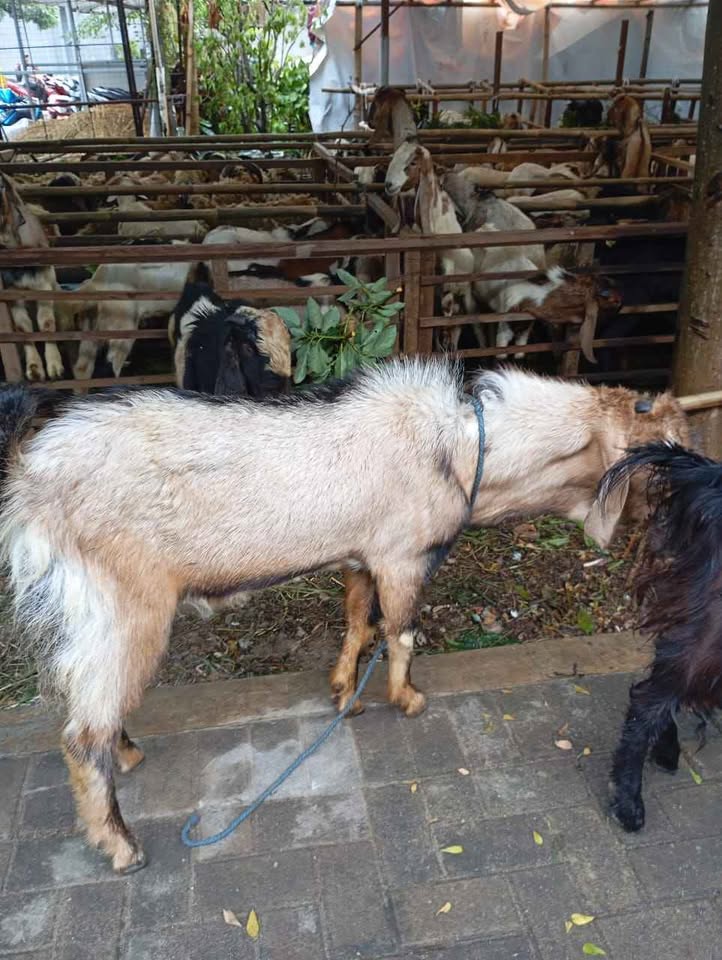 Kambing & Domba kurban
