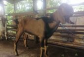 Kambing & Domba kurban
