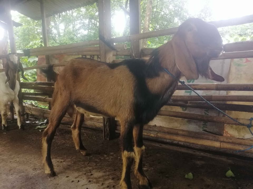 Kambing & Domba kurban