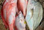 Ikan Laut fresh baru tangkap