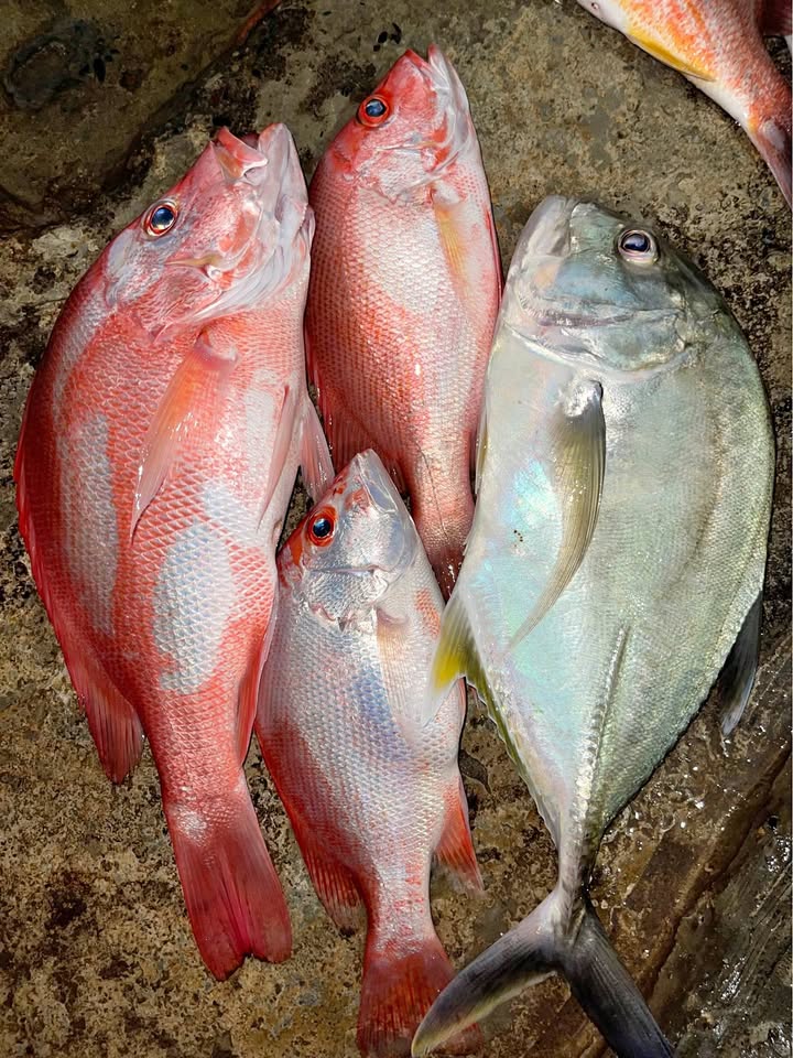 Ikan Laut fresh baru tangkap