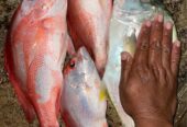 Ikan Laut fresh baru tangkap