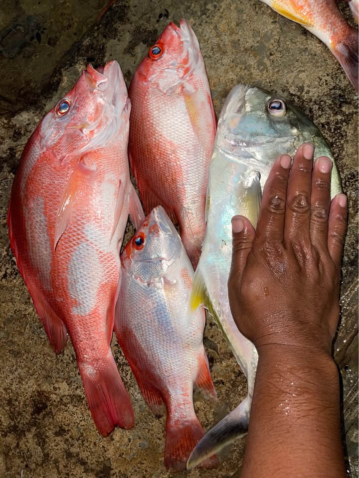 Ikan Laut fresh baru tangkap