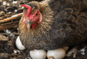 Dijual ayam kampung dan telor telur ayam kampung di daerah kaban jahe tanah karo sumatera utara 082169138952
