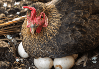 Ayam-kampung-bertelur