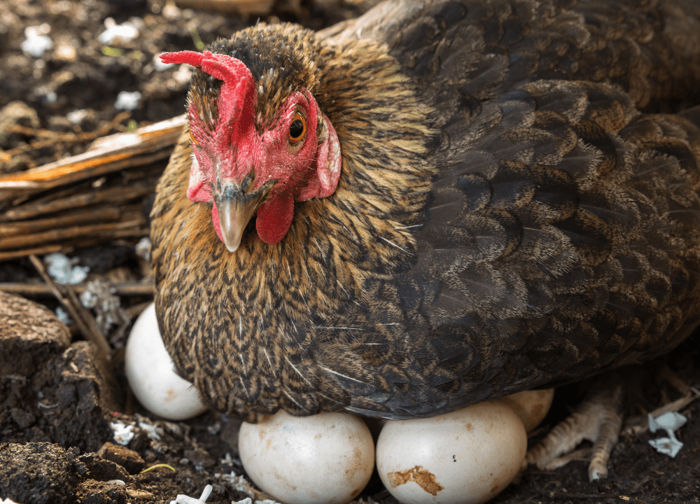 Dijual ayam kampung dan telor telur ayam kampung di daerah kaban jahe tanah karo sumatera utara 082169138952