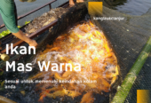 Ikan Mas Merah (Penghias Kolam Rumah Anda)