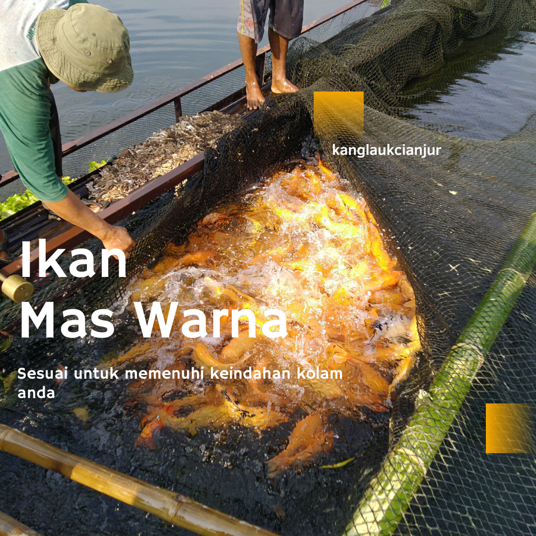 Ikan Mas Merah (Penghias Kolam Rumah Anda)