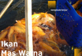Ikan Mas Merah (Penghias Kolam Rumah Anda)