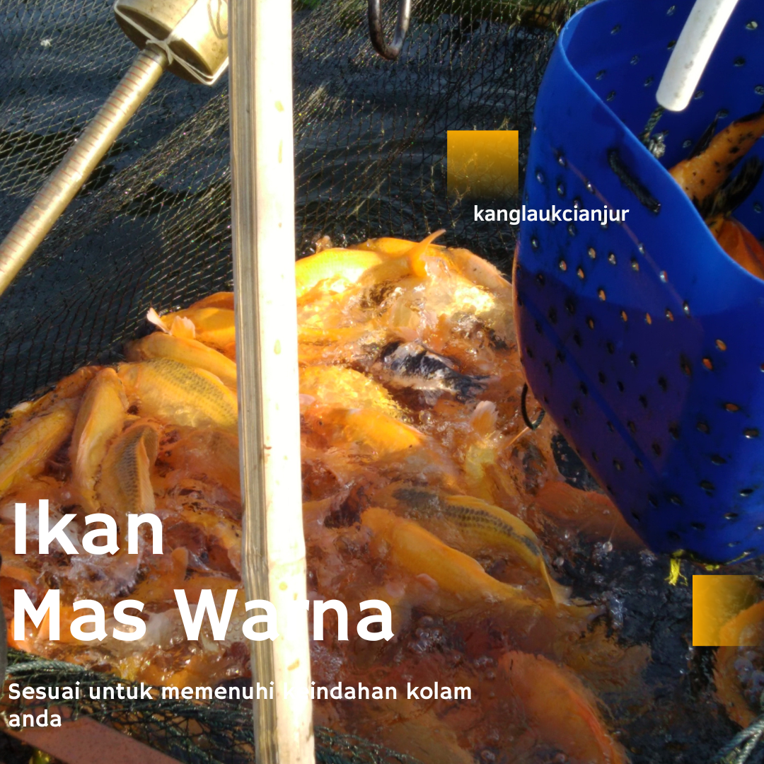 Ikan Mas Merah (Penghias Kolam Rumah Anda)