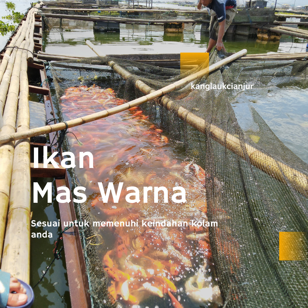 Ikan Koi Bahro (Penghias Kolam Rumahan)