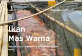 Ikan Mas Merah (Penghias Kolam Rumah Anda)