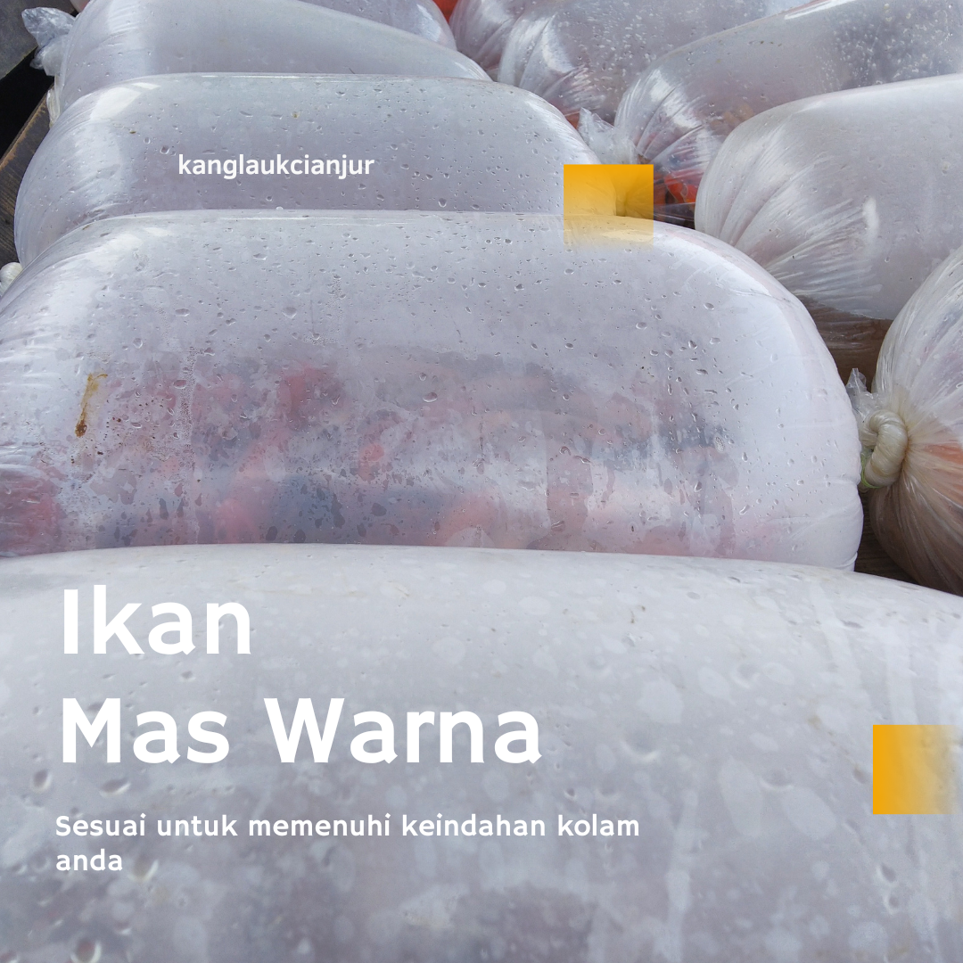 Ikan Mas Merah (Penghias Kolam Rumah Anda)