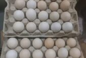 Dijual ayam kampung dan telor telur ayam kampung di daerah kaban jahe tanah karo sumatera utara 082169138952