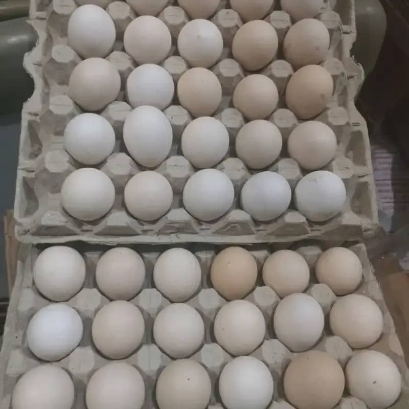 Dijual ayam kampung dan telor telur ayam kampung di daerah kaban jahe tanah karo sumatera utara 082169138952