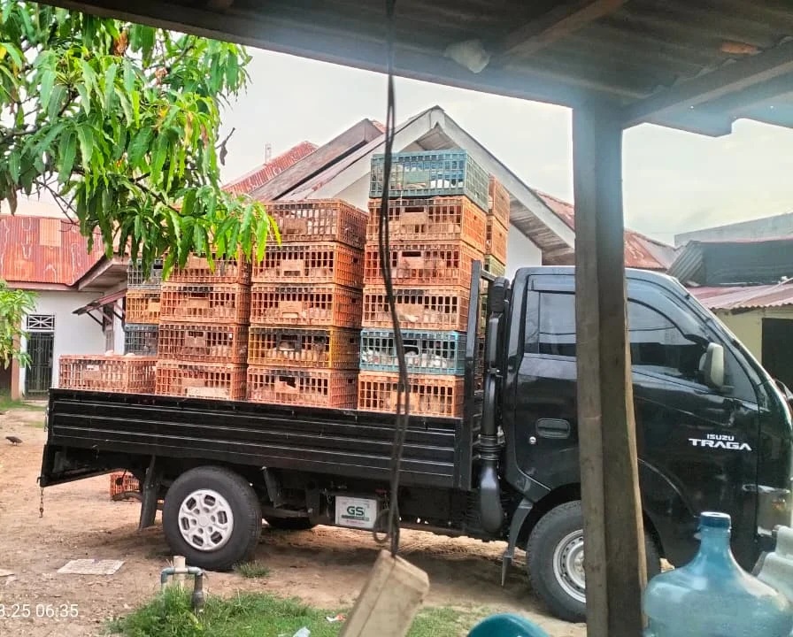 Dijual ayam kampung dan telor telur ayam kampung di daerah kaban jahe tanah karo sumatera utara 082169138952