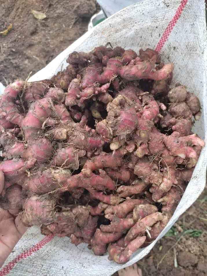 Jahe merah Simalungun murah