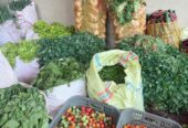Sayuran grosir harga murah