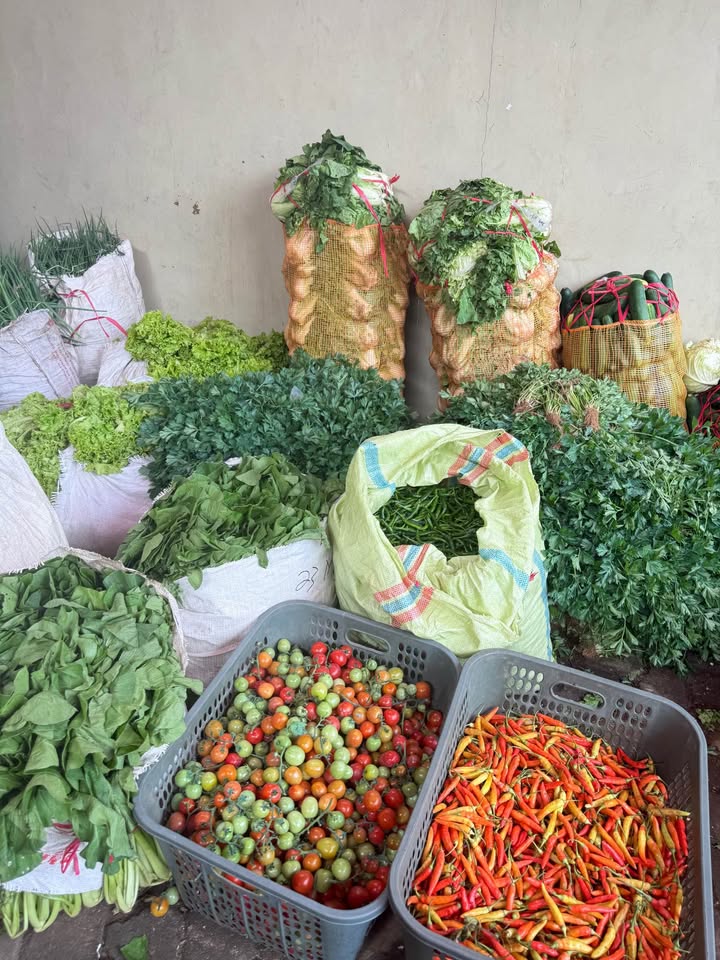 Sayuran grosir harga murah