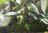 Bibit jambu unggulan dari indukan sudah berbuah