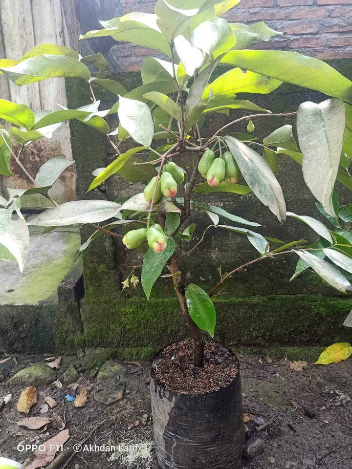Bibit jambu unggulan dari indukan sudah berbuah