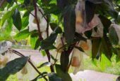 Bibit jambu unggulan dari indukan sudah berbuah